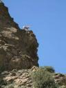 Colorado mountain goat